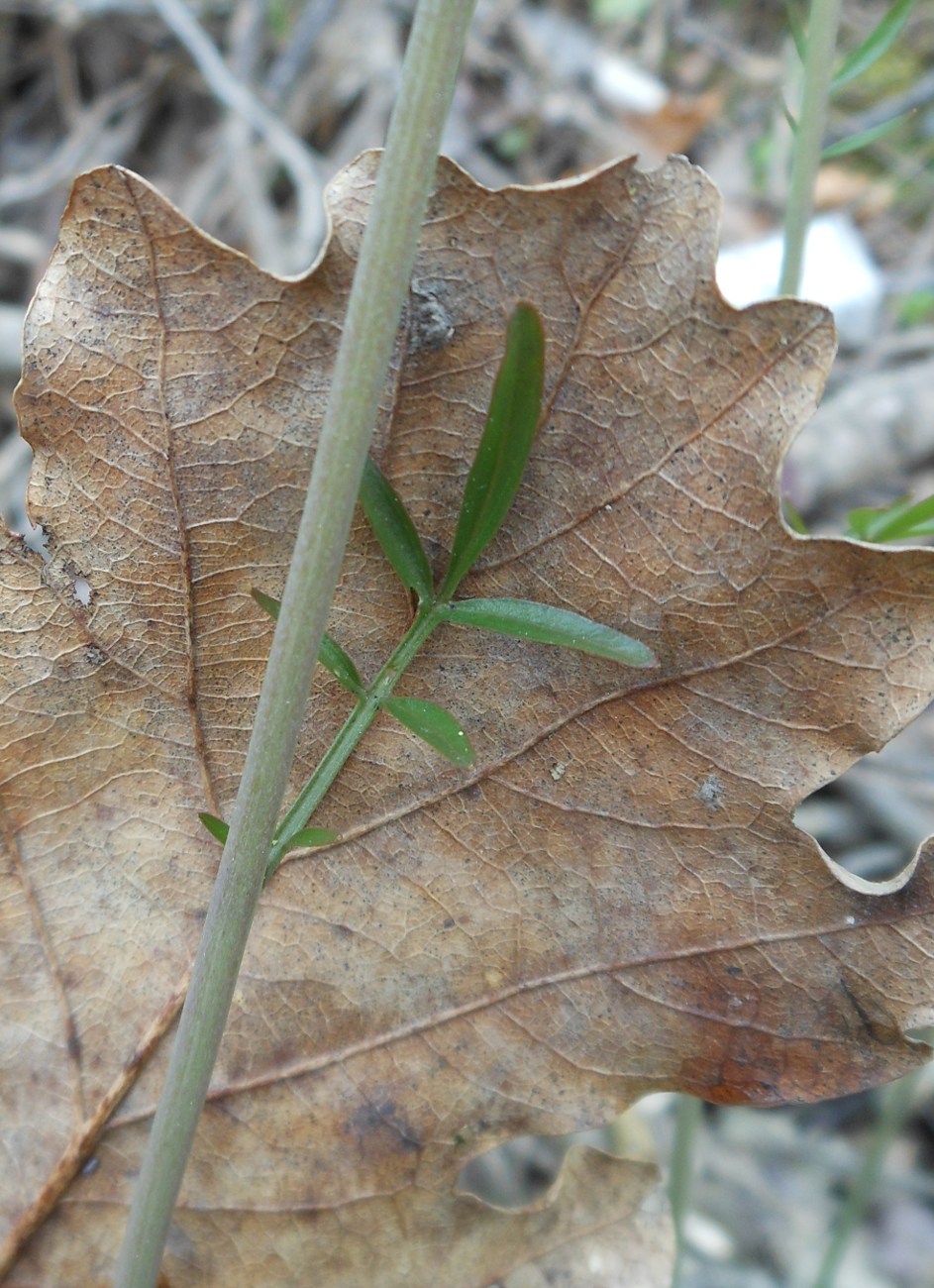 Cardamine apennina Lihov & Marhold